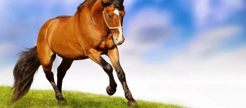 Αφηνιασμένο άλογο μπήκε σε μπαρ και έτρεχαν όλοι να κρυφτούν (βίντεο)